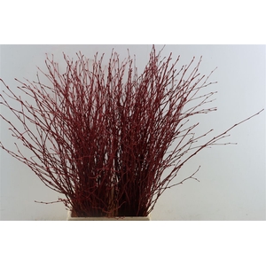 Berk 70cm Rood Pbs