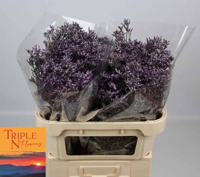 <h4>LIM SAF LILAC</h4>