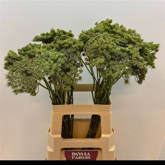 <h4>AMMI VIS GREEN MIST</h4>