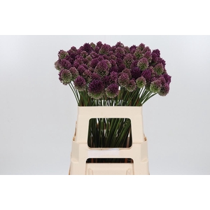 Allium Sphaerocephal (kogel)