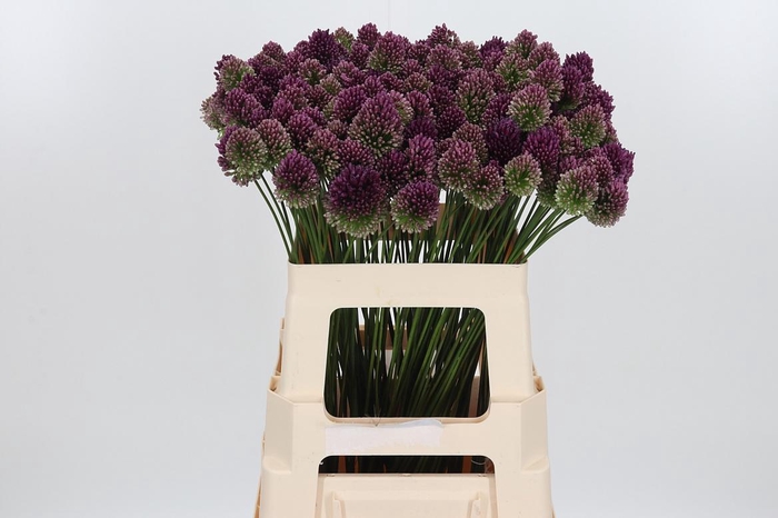 <h4>Allium Sphaerocephal (kogel)</h4>