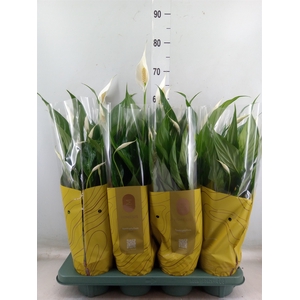 Spathiphyllum  'Sweet Chico'