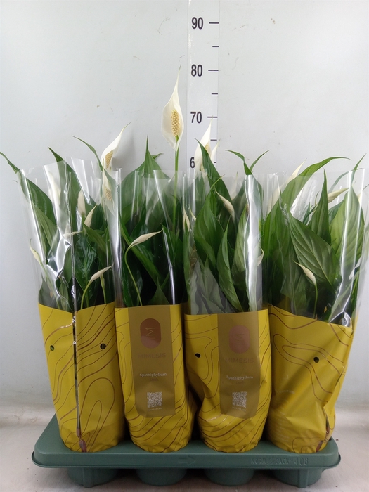 <h4>Spathiphyllum  'Sweet Chico'</h4>