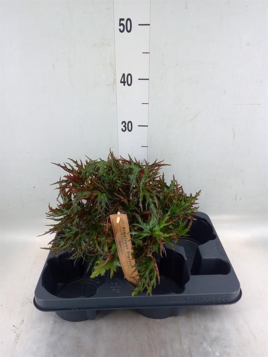 <h4>Begonia BD   ...</h4>