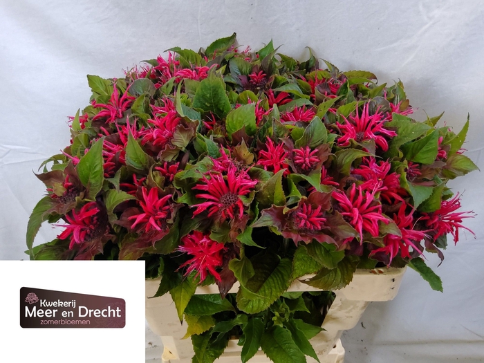 <h4>MONARDA PINK SUPREME</h4>