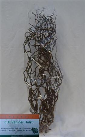 <h4>Coryl Av Contorta</h4>