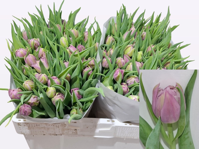 <h4>TU DU DOUBLE PRICE</h4>