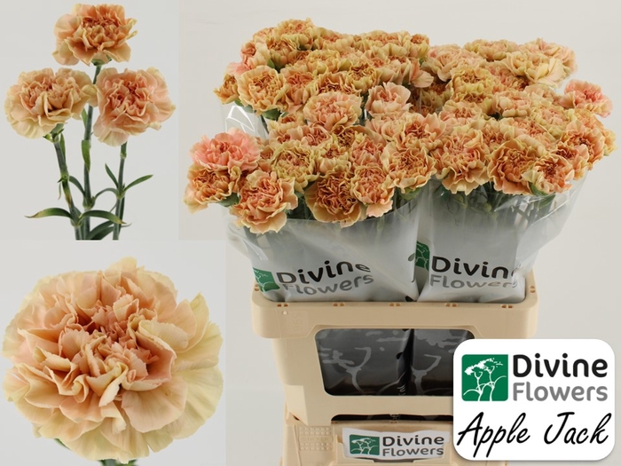 <h4>Di St Apple Jack Divine</h4>