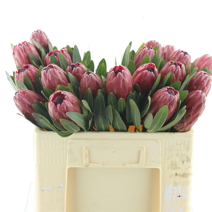 <h4>Protea Lancelot</h4>