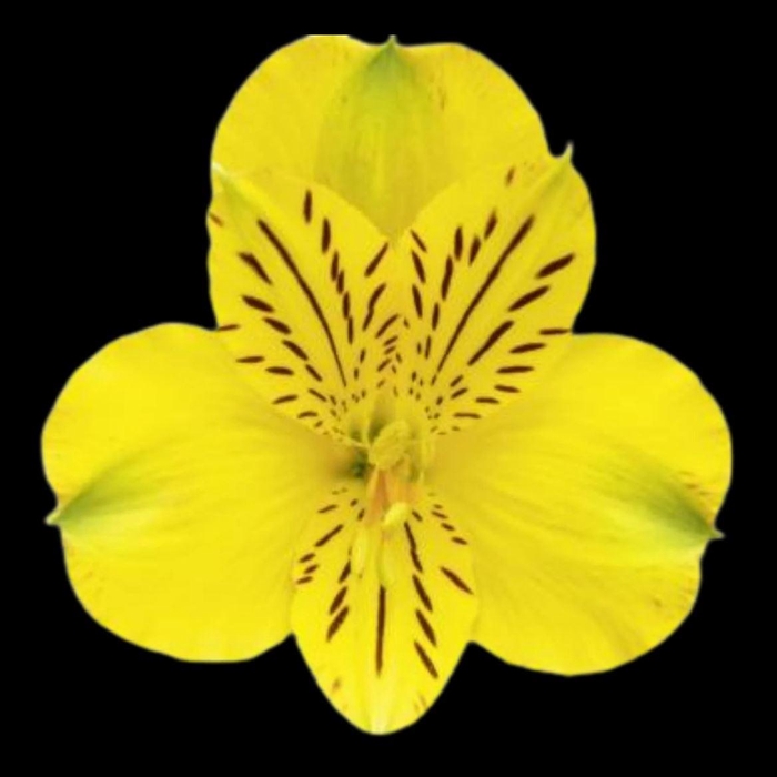 <h4>Alstr Supreme Canary</h4>