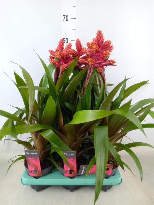 <h4>Tillandsia  'Ziva'</h4>