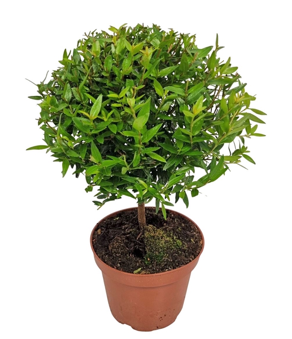 <h4>MYRTUS COM</h4>