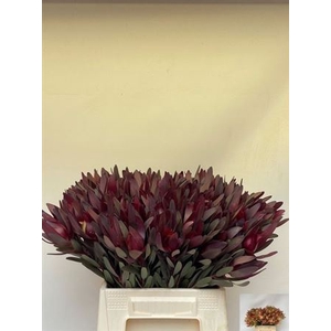 Leucad Saf Sunset 45 Cm