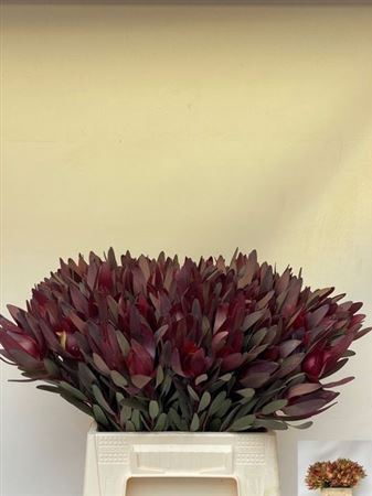 <h4>Leucad Saf Sunset 45 Cm</h4>