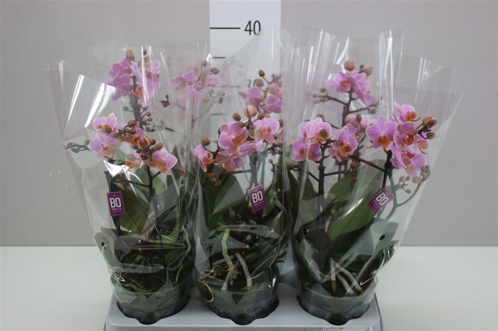 <h4>Phal Multifl Roze 2 Tak</h4>