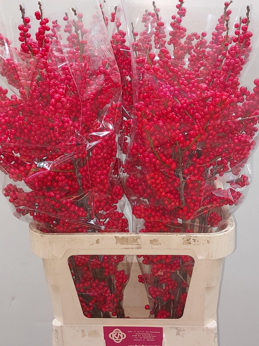 <h4>ILEX VE RODE BES</h4>