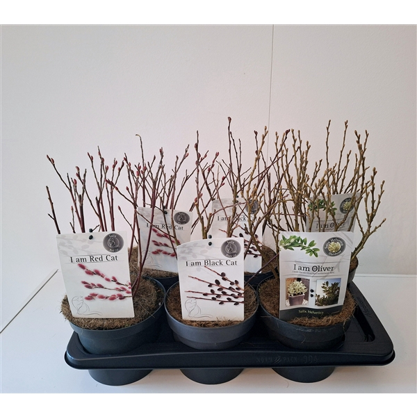 <h4>Salix mix bush p17 concept</h4>