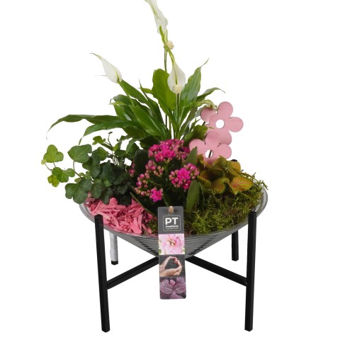 <h4>PTIG6896 Arrangementen kamerplanten</h4>