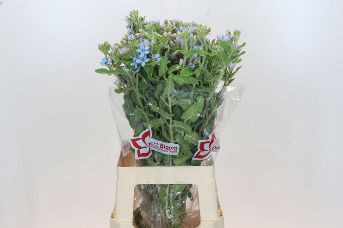 <h4>OXY CO TAN PURE BLU</h4>