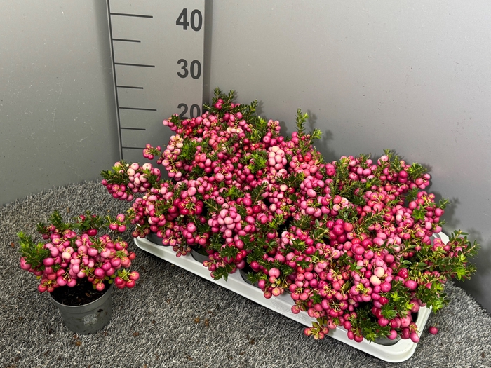 <h4>GAULTH OV ROZE BES</h4>