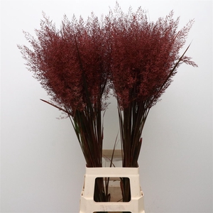 Calamagrostis Brachy Bordeaux