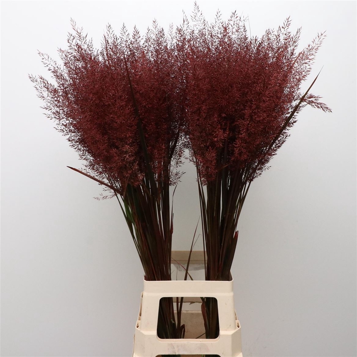 <h4>Calamagrostis Brachy Bordeaux</h4>