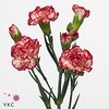 Dianthus Sp Minuetto x100