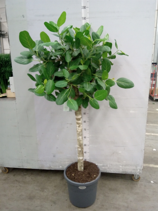 <h4>Ficus benghalensis 'Audrey'</h4>