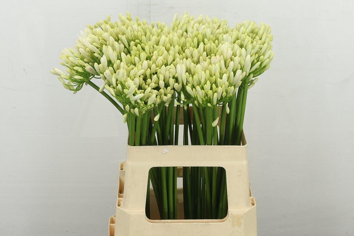 <h4>Agap Gletsjer</h4>