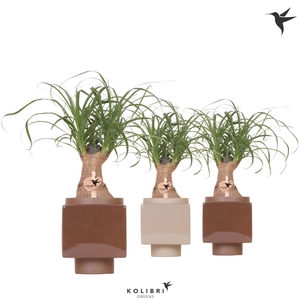 Kolibri Greens Beaucarnea in Cube pot brown mix