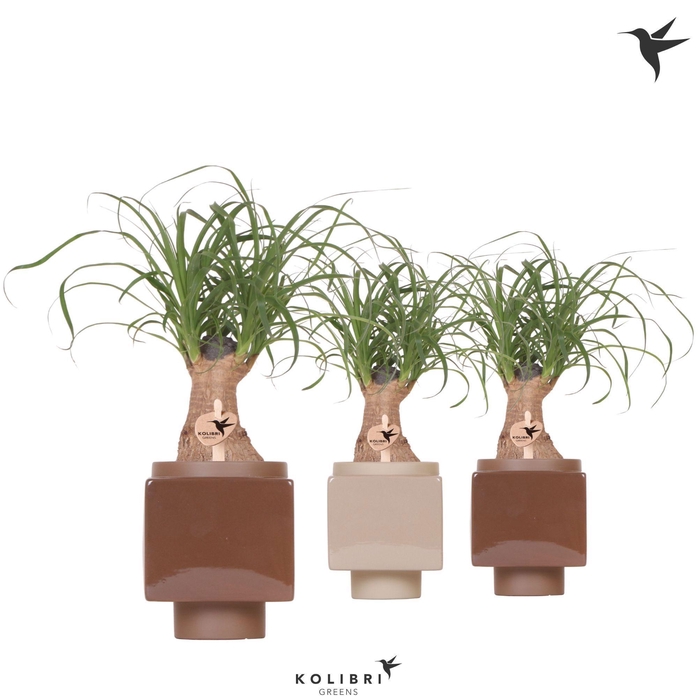 <h4>Kolibri Greens Beaucarnea in Cube pot brown mix</h4>