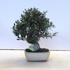 Olea europaea, pot 21 cm.