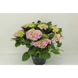 Hydrangea Candy Heart