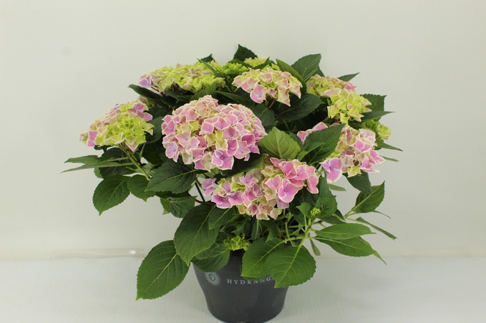 <h4>Hydrangea Candy Heart</h4>