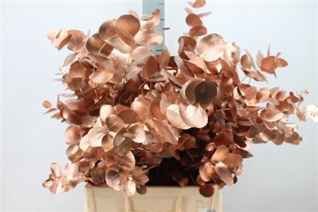 Euca Cinerea Klb. Copper X5 300 Gram
