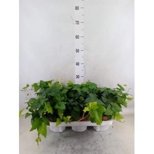 Hedera helix 'Mein Herz'