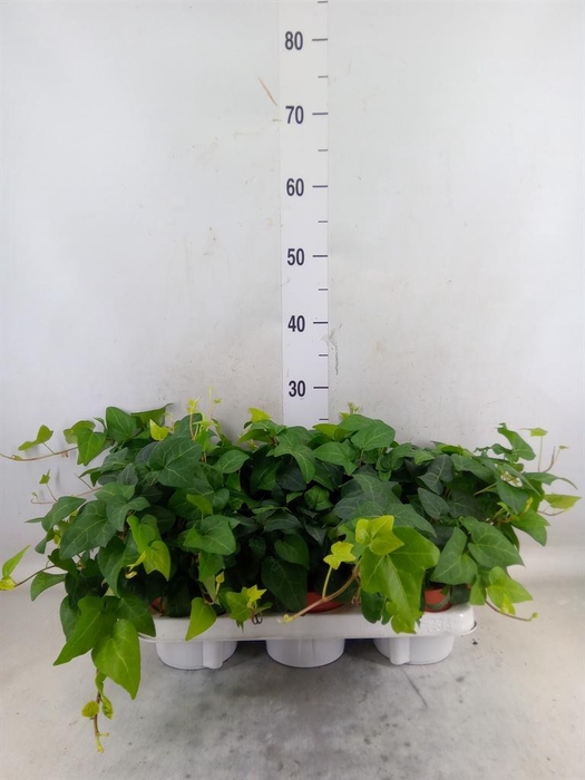 <h4>Hedera helix 'Mein Herz'</h4>