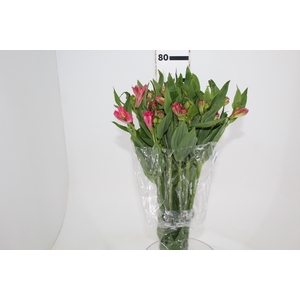 ALSTROEMERIA TOURMALINE 080 CM ROSA