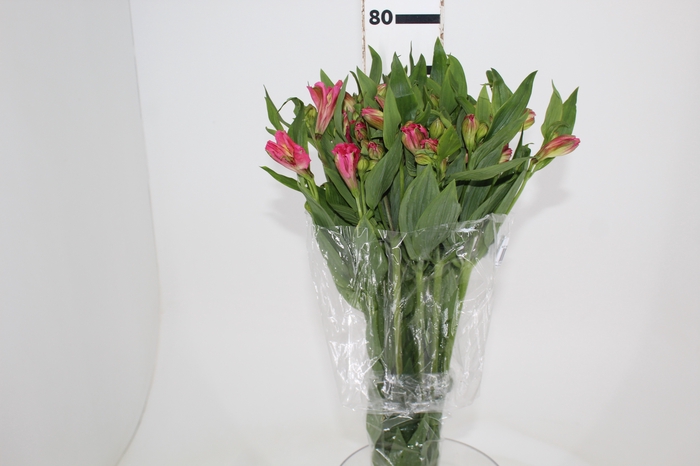 <h4>ALSTROEMERIA TOURMALINE 080 CM ROSA</h4>