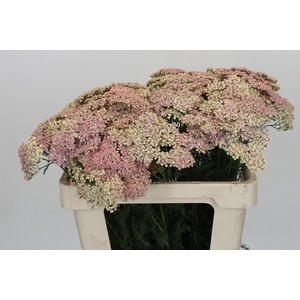 Achillea Millefolium Lachsschönheit