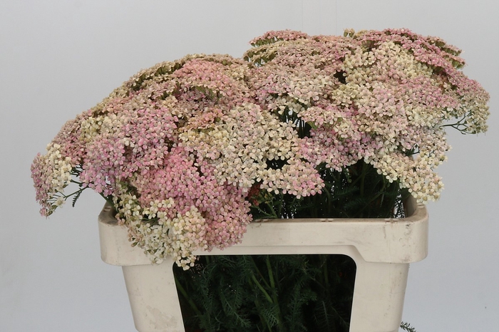 <h4>Achillea Millefolium Lachsschönheit</h4>