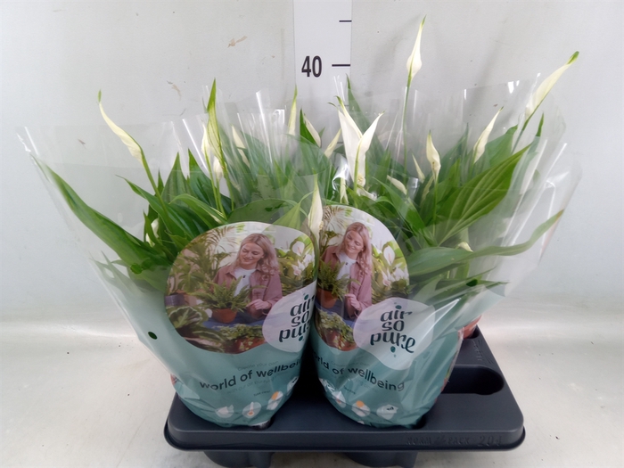 <h4>Spathiphyllum  'Pearl Cupido'</h4>