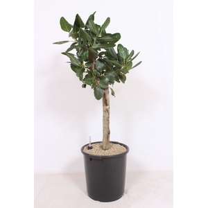 Ficus Benghalensis