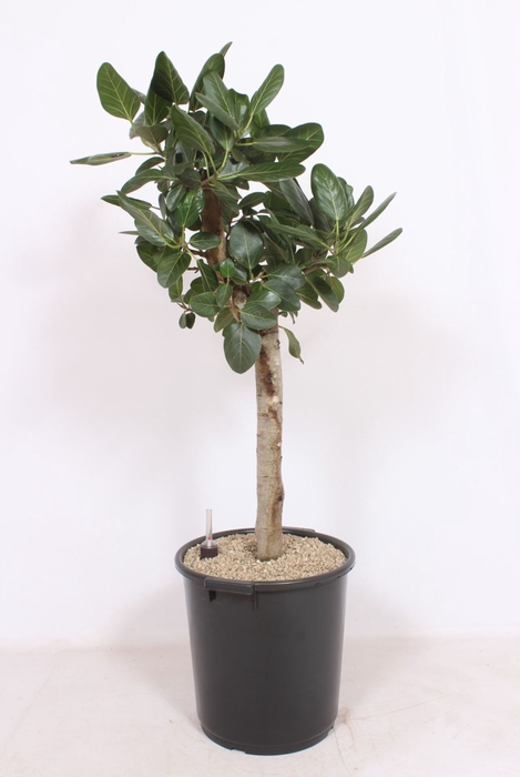 <h4>Ficus Benghalensis</h4>