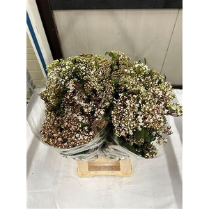 VIBUR T MACROPHYLLUM