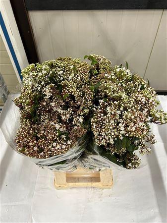 <h4>VIBUR T MACROPHYLLUM</h4>