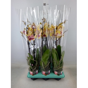 Phalaenopsis multi.   ...