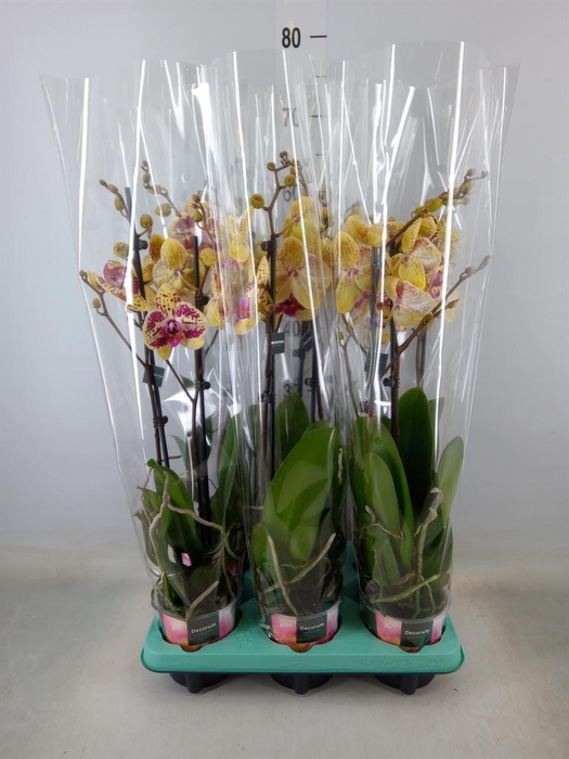 <h4>Phalaenopsis multi.   ...</h4>