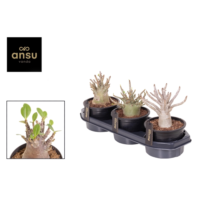 <h4>ADEN ANSU BAOBAB</h4>