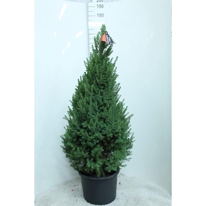 Picea glauca 'Conica'